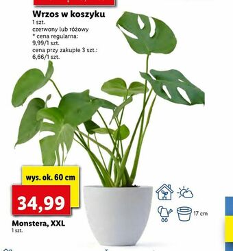 Lidl Monstera, XXL oferta