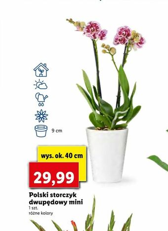 Lidl Polski storczyk dwupędowy mini oferta