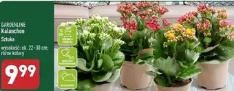 ALDI GARDENLINE Kalanchoe oferta