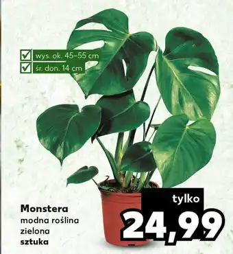 Monstera