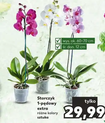 Kaufland Storczyk oferta