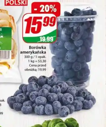 Dino Borówki amerykańskie oferta