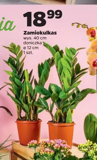 Netto Zamiokulkas oferta