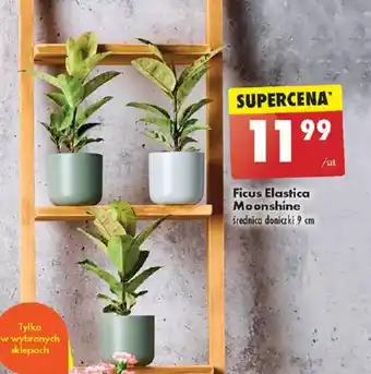 Biedronka Ficus Elastica Moonshine średnica doniczki 9 cm oferta