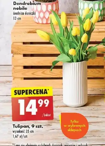 Biedronka Tulipan 9szt. oferta