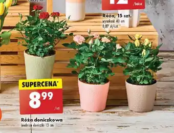 Biedronka Róża doniczkowa średnica doniczki 13 cm oferta