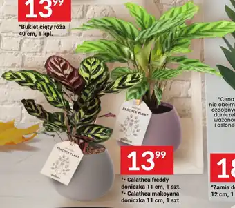 Twój Market * Calathea freddy doniczka 11 cm, 1 szt. *• Calathea makoyana doniczka 11 cm, 1 szt. oferta