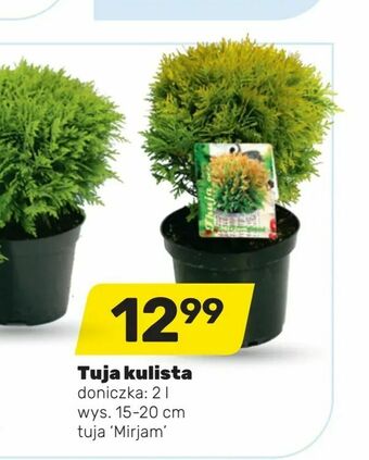 Tuja kulista