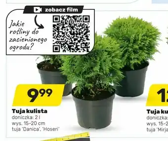 Bricomarche Tuja kulista oferta