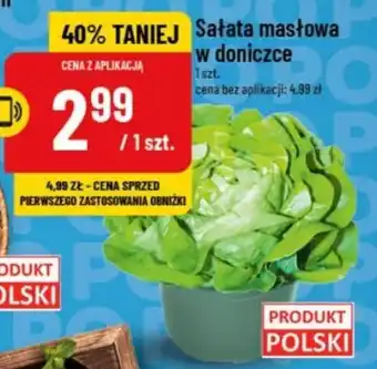 Polomarket Sałata masłowa w doniczce oferta