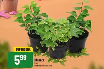 Polomarket Bluszcz 1 szt. oferta