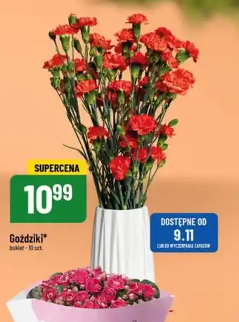 Polomarket Goździki bukiet-10 szt. oferta