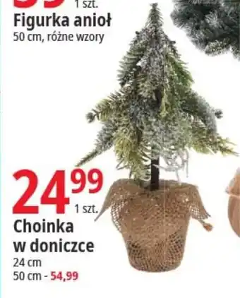 E.Leclerc Choinka w doniczce oferta