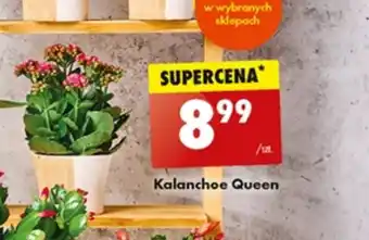 Biedronka Kalanchoe oferta