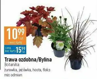 E.Leclerc Hosta 1 SZT oferta