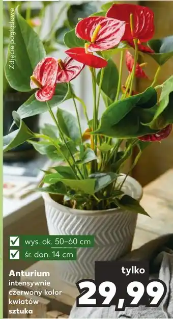 Kaufland Anturium intensywnie wys. ok. 50-60 cm śr. don. 14 cm oferta