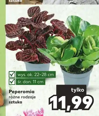 Kaufland Peperomia różne rodzaje sztuka wys. ok. 22-28 cm śr.don. 11 cm oferta