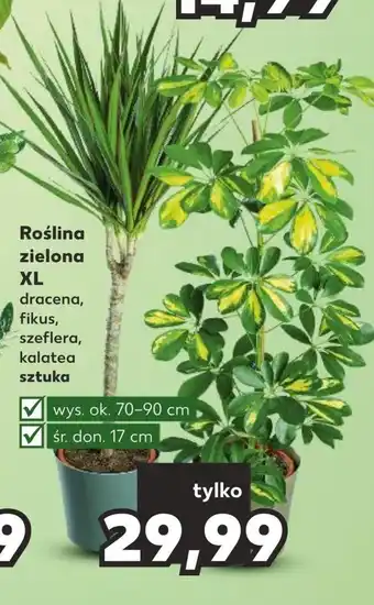 Kaufland Roślina doniczkowa oferta