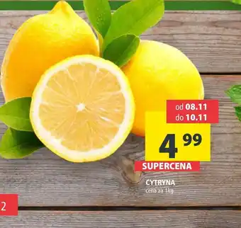 Arhelan Cytryna oferta