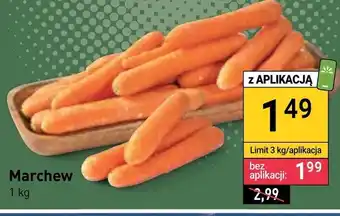 Stokrotka Marchew oferta