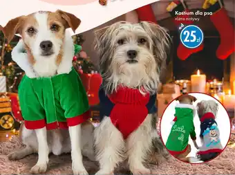 Tedi Kostium dla psa oferta