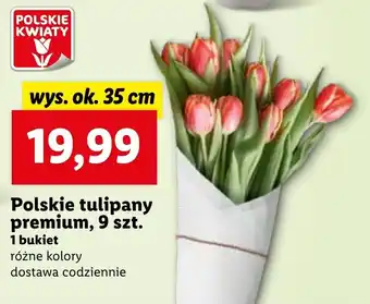 Lidl Polskie tulipany premium, 9 szt. oferta