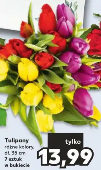 Kaufland Tulipany oferta