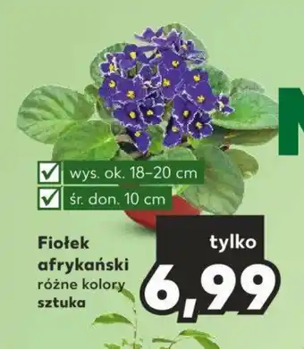 Kaufland Fiołek afrykański oferta