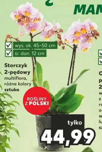 Kaufland Storczyk 2-pędowy oferta