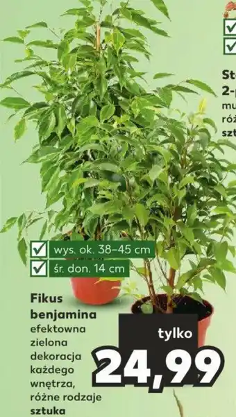 Kaufland Fikus benjamina oferta