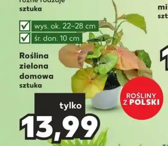 Kaufland Roślina zielona domowa oferta