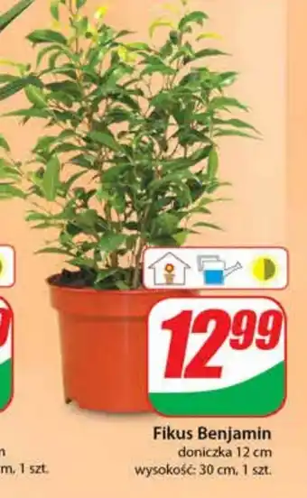 Dino Roślina doniczkowa oferta