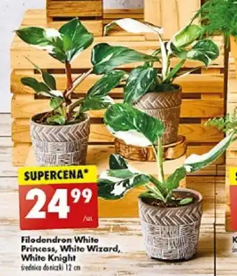 Biedronka Filodendron White Princess White Wizard White Knight oferta