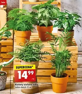 Biedronka Kwiaty zielone miks oferta