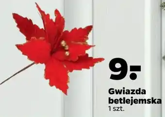 Netto Gwiazda betlejemska oferta