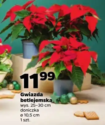 Netto Gwiazda betlejemska oferta