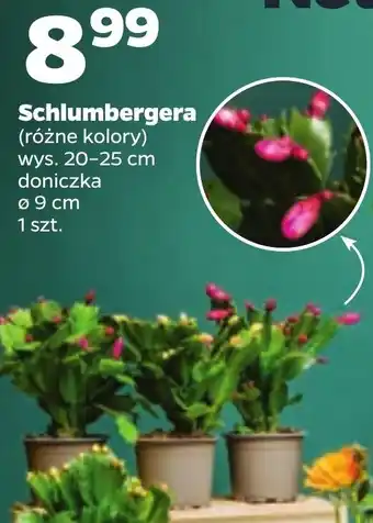 Netto Schlumbergera oferta