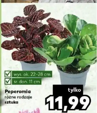 Kaufland Peperomia różne rodzaje sztuka wys. ok. 22-28 cm śr. don. 11 cm oferta