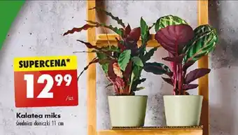 Biedronka Kalatea miks średnica doniczki 11 cm oferta