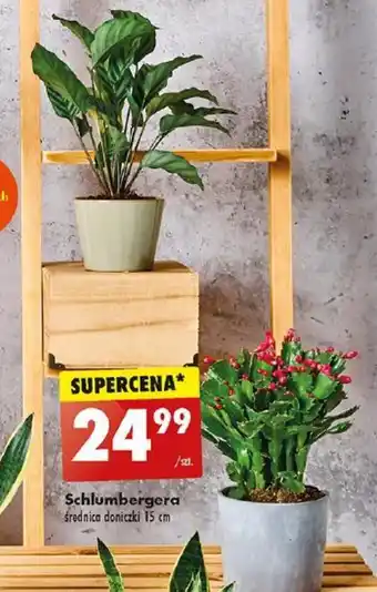 Schlumbergera średnica doniczki 15 cm