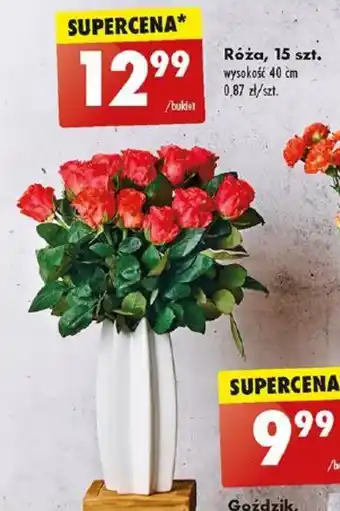 Biedronka Róża, 15 szt. wysokość 40 cm oferta