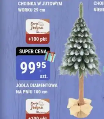 JODŁA DIAMENTOWA NA PNIU 100 cm