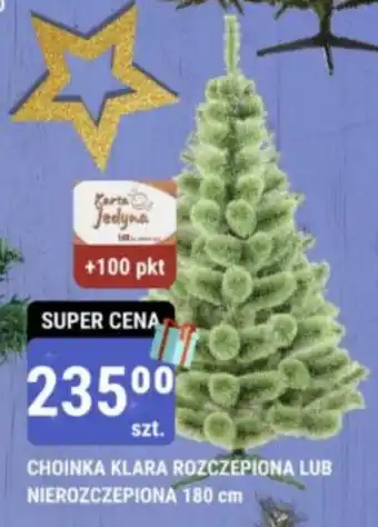 bi1 CHOINKA KLARA ROZCZEPIONA LUB NIEROZCZEPIONA 180 cm oferta