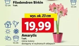 Lidl Amarylis 1 szt. oferta