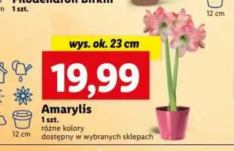 Lidl Amarylis 1 szt. oferta