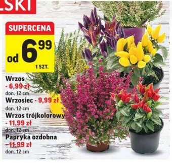 Intermarche Wrzos oferta