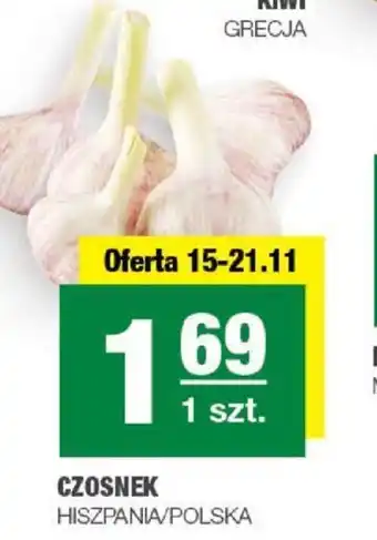 CZOSNEK 1szt.