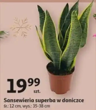 Sansewieria superba w doniczce