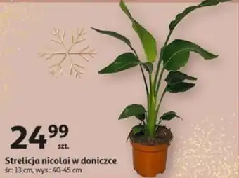 Strelicja nicolai w doniczce