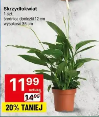 Delikatesy Centrum Skrzydłokwiat 1 szt. oferta